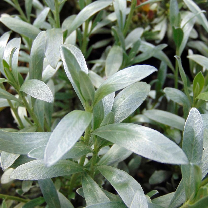 Convolvulus cneorum - Silver bindweed (Foliage)