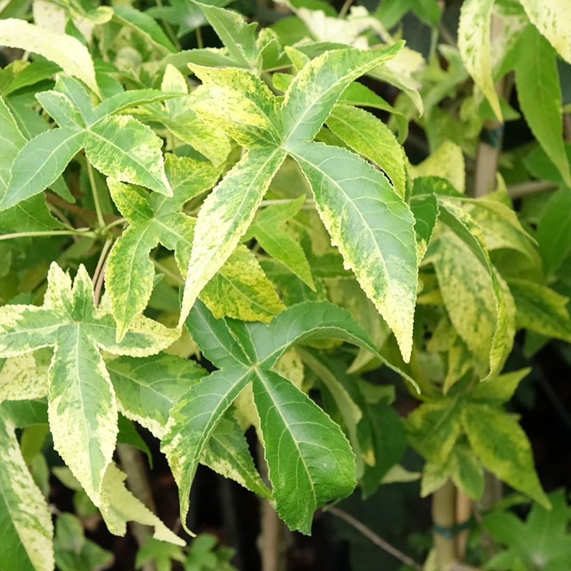 Liquidambar styraciflua Aurora (Foliage)