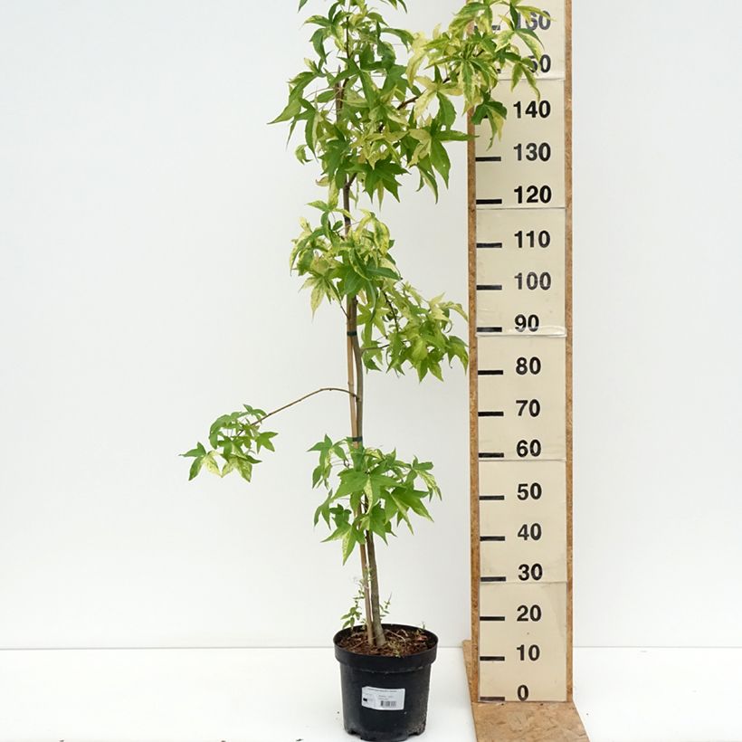 Liquidambar styraciflua Aurora 4L/5L pot sample as delivered in summer