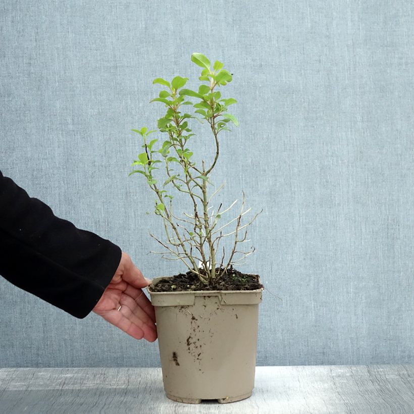 Coprosma robusta Pina colada 3L/4L pot sample as delivered in autumn
