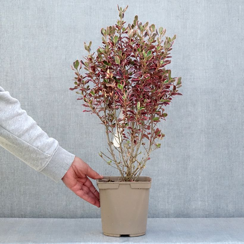 Coprosma x repens ECLIPSE 3L/4L pot sample as delivered in spring