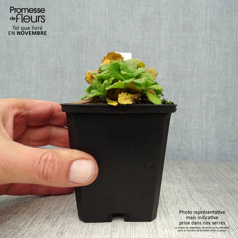 Arabis Caucasica Bakkely 8/9 cm pot sample as delivered in autumn