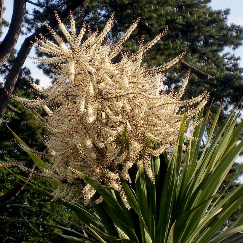 Cordyline australis - Cabbage Tree (Flowering)