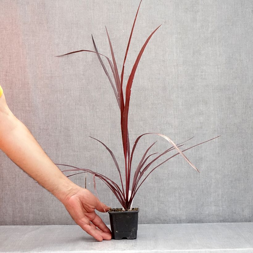 Cordyline australis Design a Line Burgundy 8/9 cm pot sample as delivered in summer