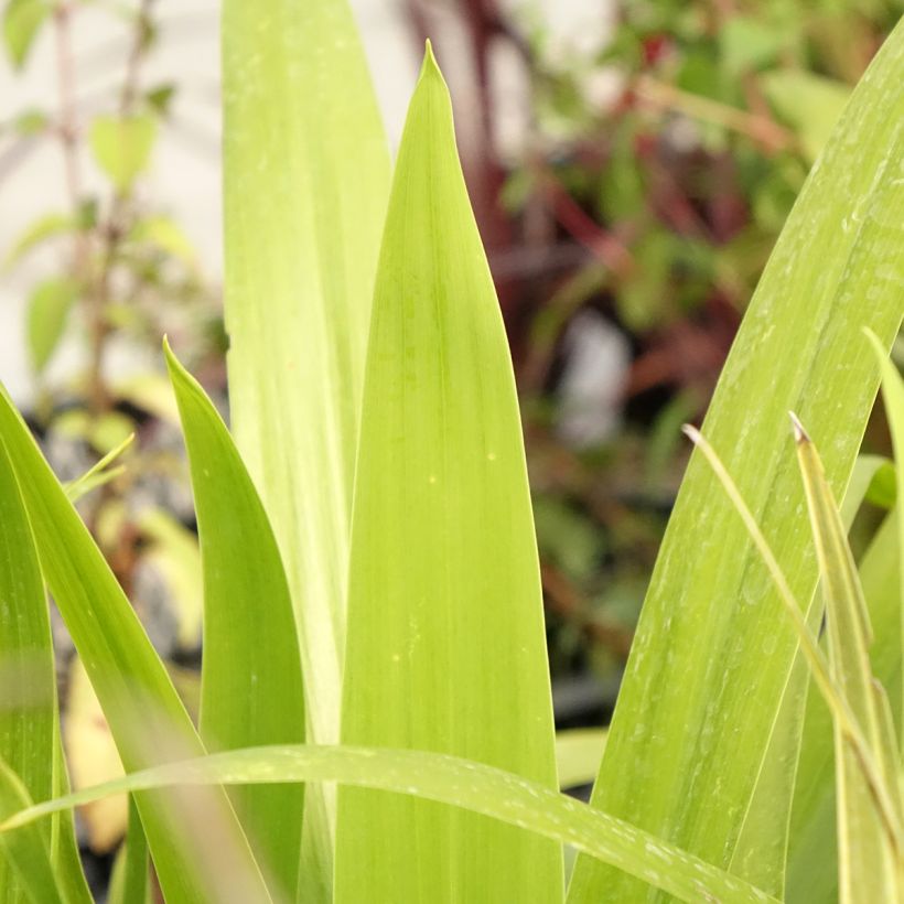 Cordyline australis Emerald Star (Foliage)