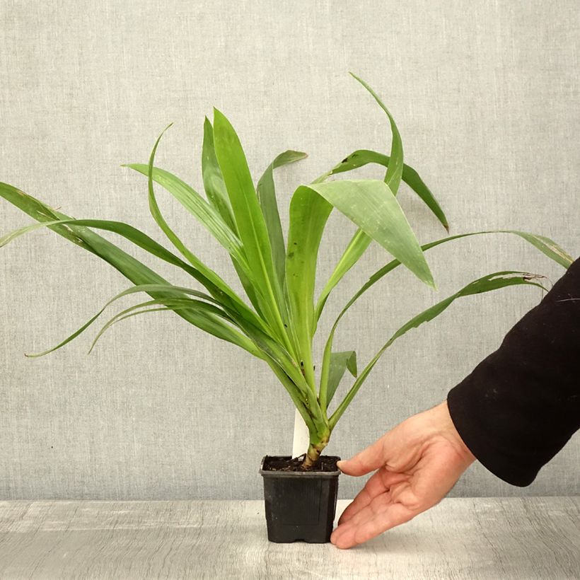 Cordyline australis Emerald Star 8/9 cm pot sample as delivered in autumn