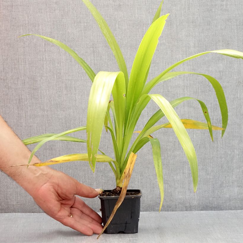 Cordyline australis Emerald Star 8/9 cm pot sample as delivered in summer