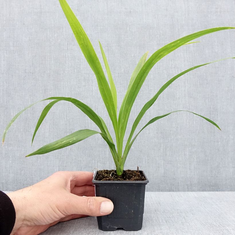 Cordyline australis Emerald Star Artic Jungle - Godet de 8/9 cm sample as delivered in spring