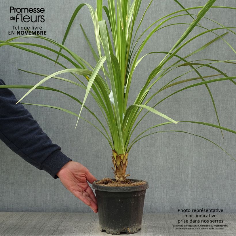 Cordyline australis - Cabbage Tree 3L/4L pot sample as delivered in autumn