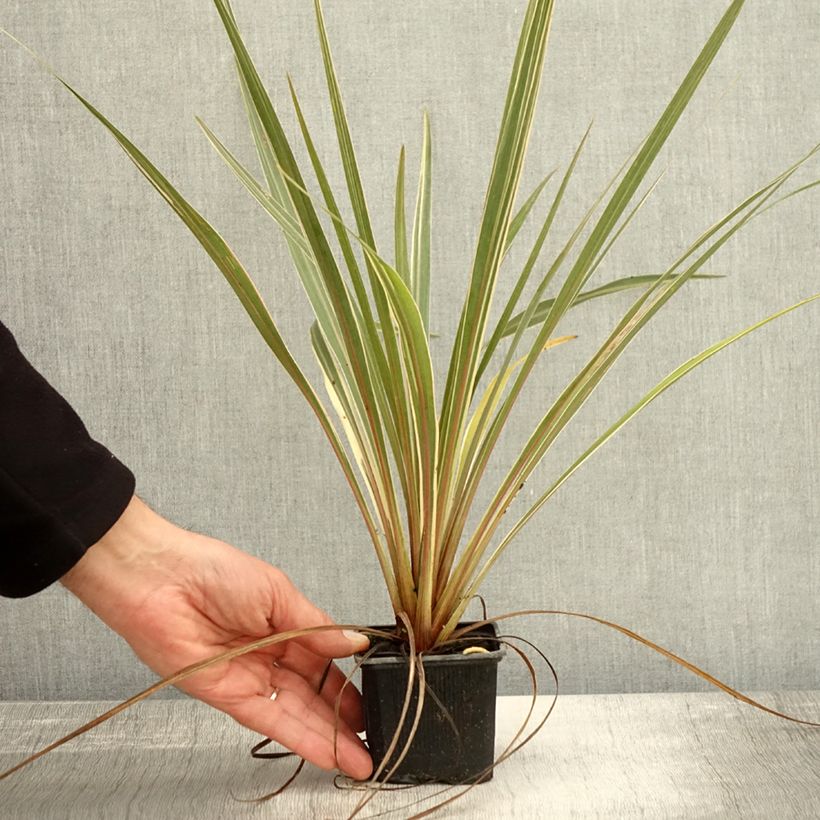 Cordyline australis Fantasy  8/9 cm pot sample as delivered in autumn
