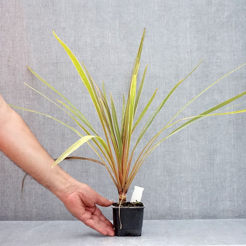Cordyline australis Fantasy  8/9 cm pot sample as delivered in summer