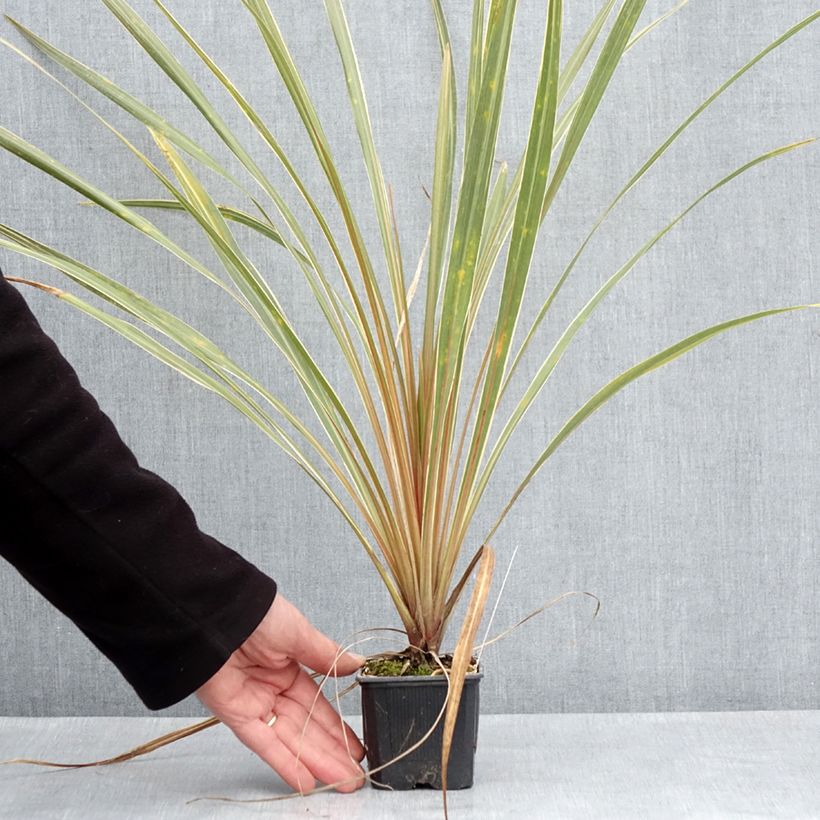 Cordyline australis Fantasy - Godet de 8/9 cm sample as delivered in spring
