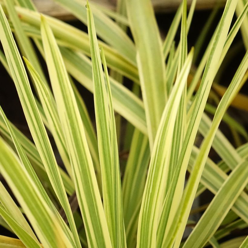 Cordyline australis Lime Passion  (Foliage)