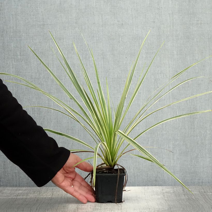 Cordyline australis Lime Passion  8/9 cm pot sample as delivered in autumn