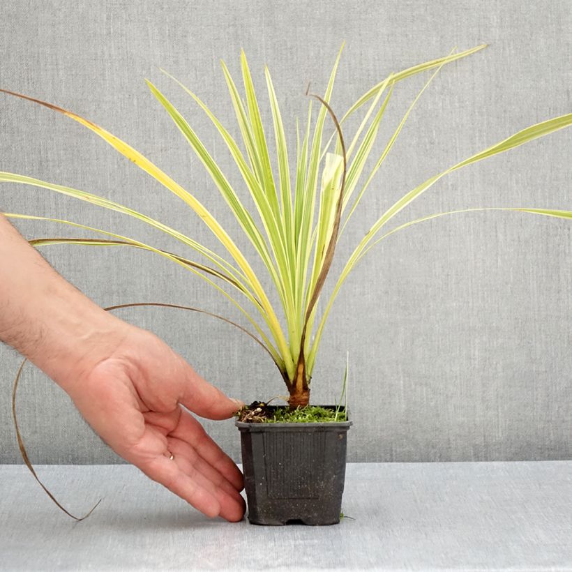 Cordyline australis Lime Passion  8/9 cm pot sample as delivered in summer