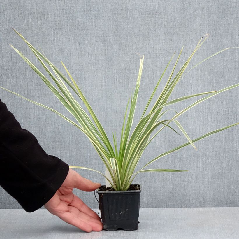 Cordyline australis Lime Passion - Godet de 8/9 cm sample as delivered in spring