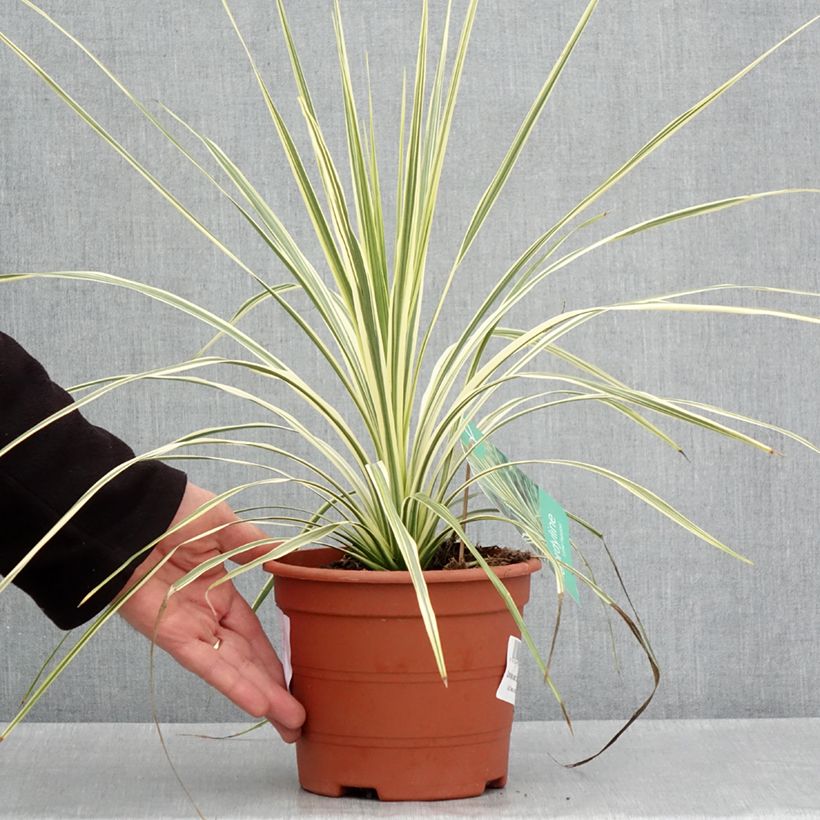 Cordyline australis Lime Passion Pot de 2L/3L sample as delivered in spring
