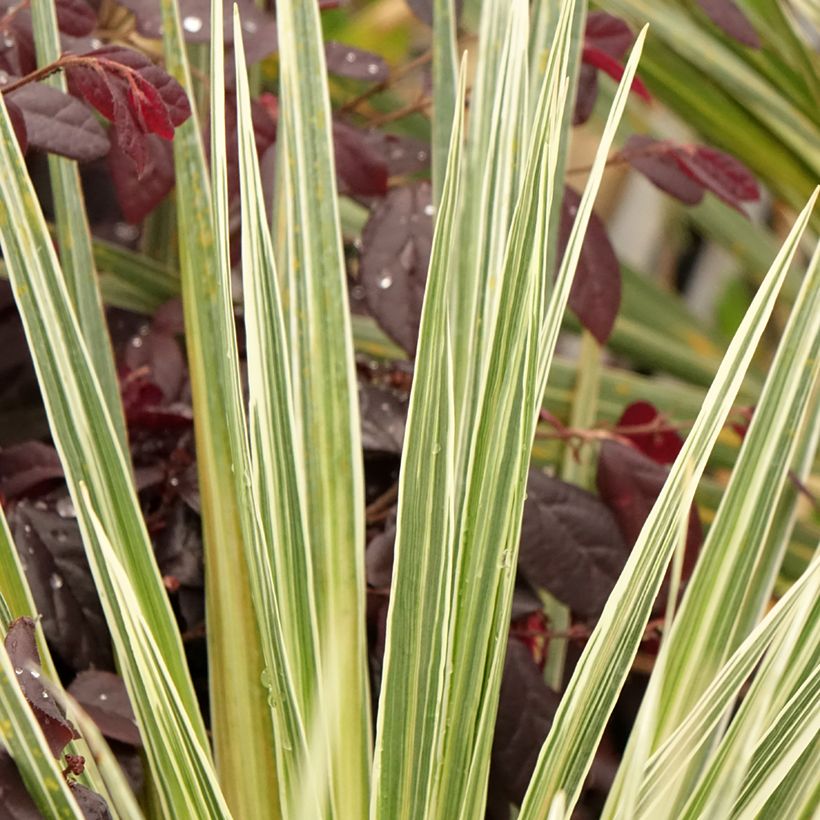 Cordyline australis Pink Champagne - Cabbage Tree (Foliage)
