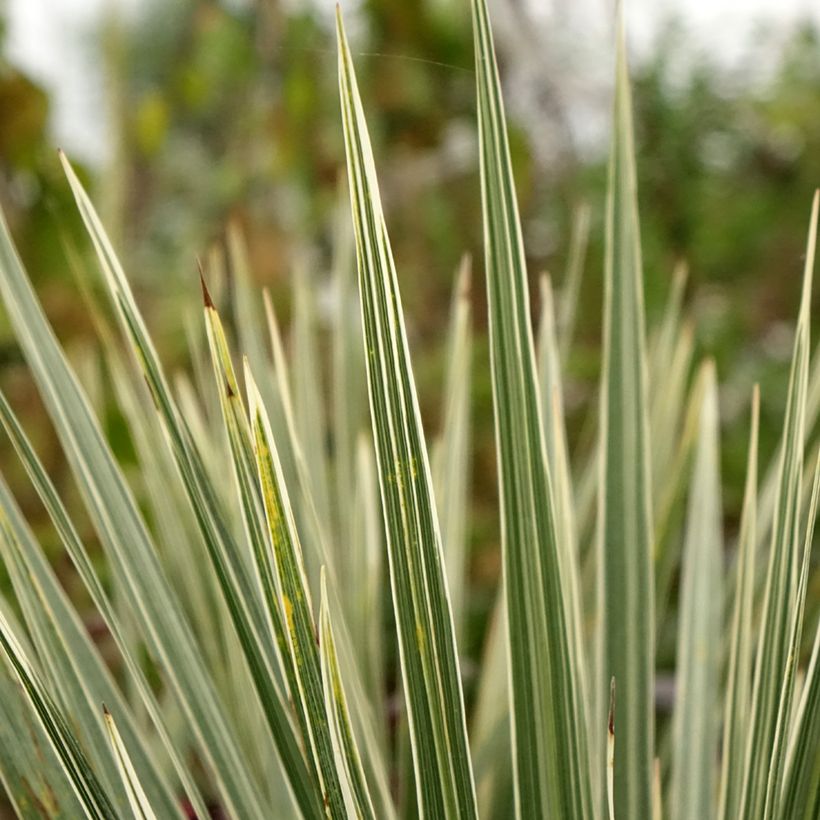 Cordyline australis Pink Champagne - Cabbage Tree (Foliage)
