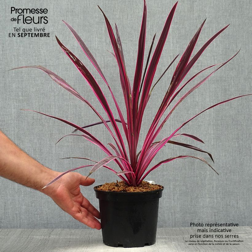 Cordyline australis Pink passion - Cabbage Tree 2L/3L pot sample as delivered in autumn