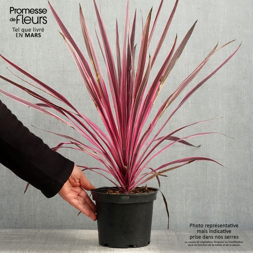 Cordyline australis Pink passion - Cabbage Tree sample as delivered in spring