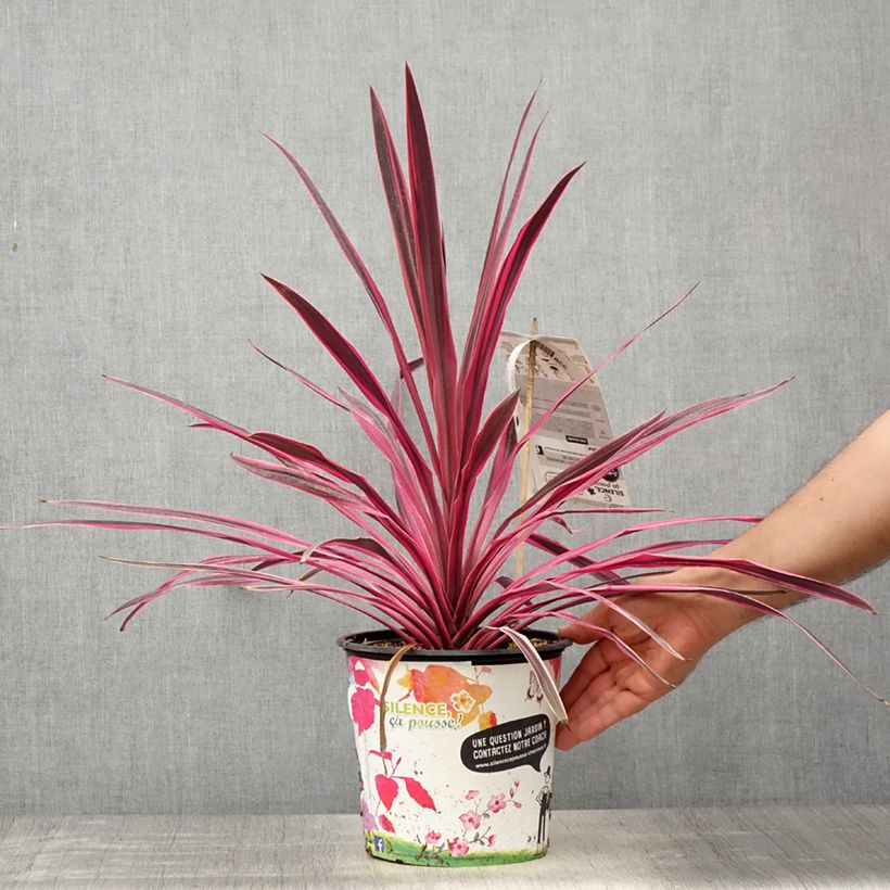 Cordyline australis Pink passion - Cabbage Tree 4L/5L potShipped height around 40/60cm sample as delivered in spring