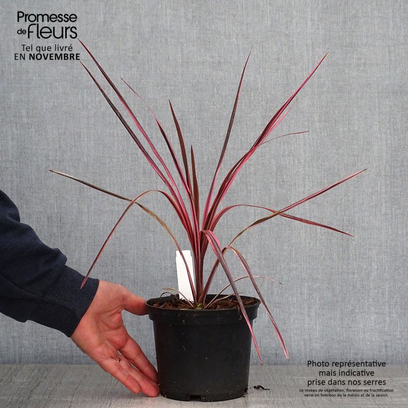 Cordyline australis Southern Splendour - Cabbage Tree 2L/3L pot sample as delivered in autumn