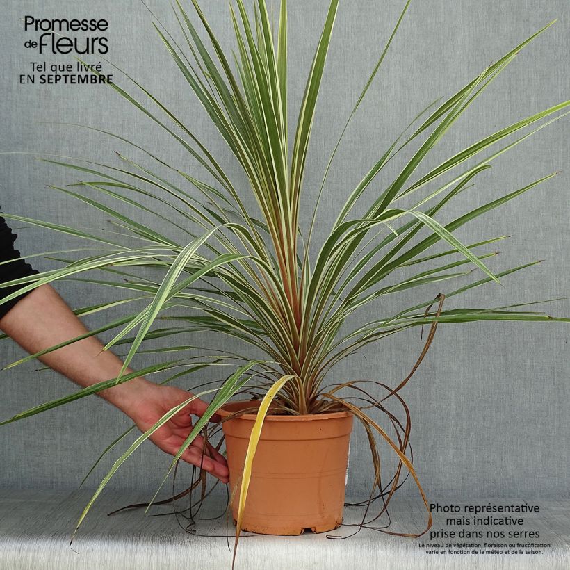 Cordyline australis Torbay Dazzler - Cabbage Tree 4L/5L pot sample as delivered in autumn