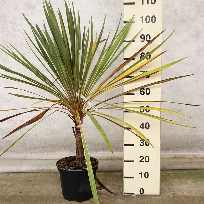 Cordyline australis Torbay Dazzler - Cabbage Tree 4L/5L pot sample as delivered in autumn