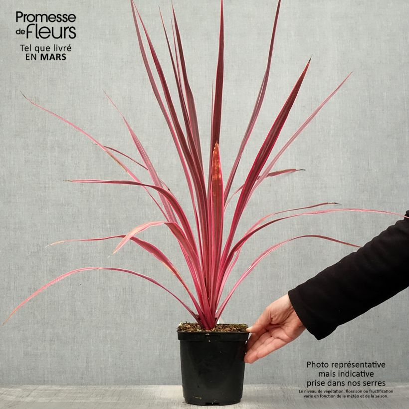 Cordyline banksii Electric Pink - Cabbage Tree sample as delivered in spring