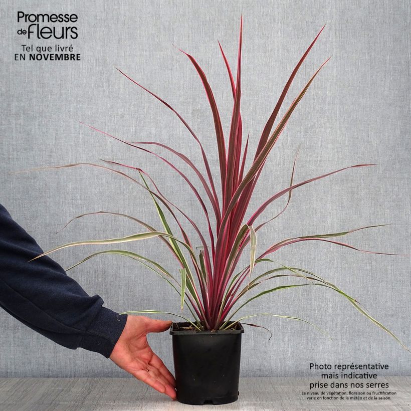 Cordyline Can Can - Cabbage Tree 2L/3L pot sample as delivered in autumn