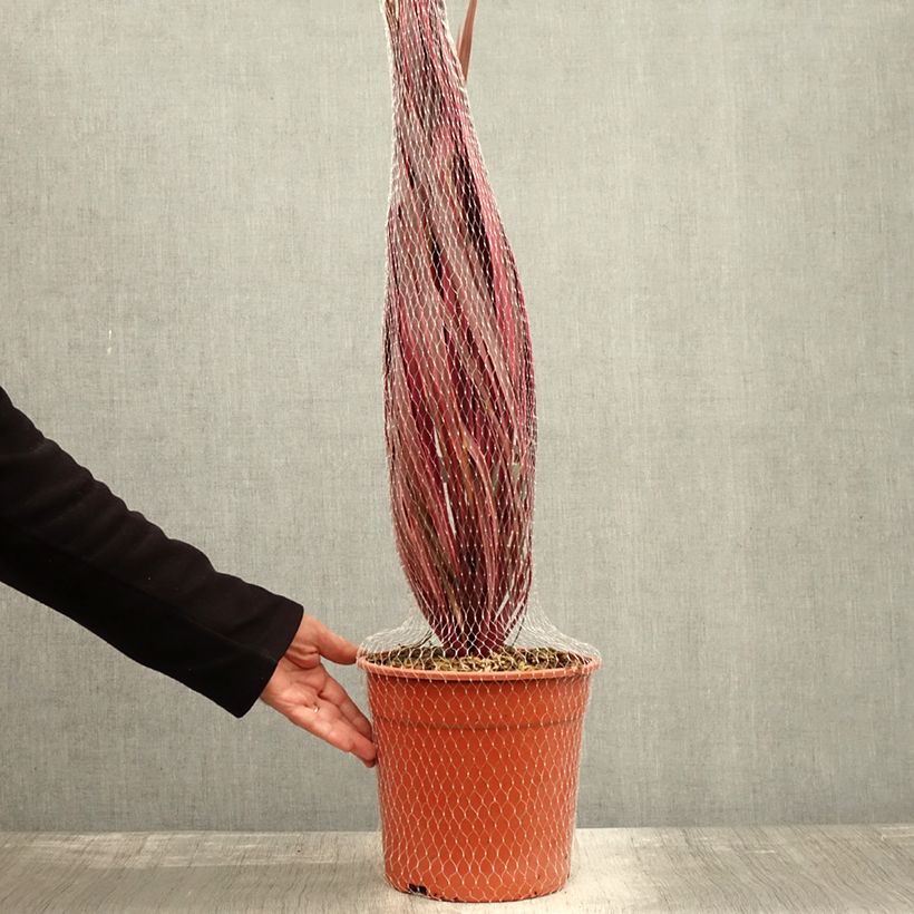 Cordyline australis Charlie boy - Cabbage Tree 4L/5L pot sample as delivered in autumn