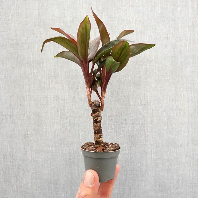 Cordyline fructicosa Purple Compacta - Ti plant Mini-plante sample as delivered in spring
