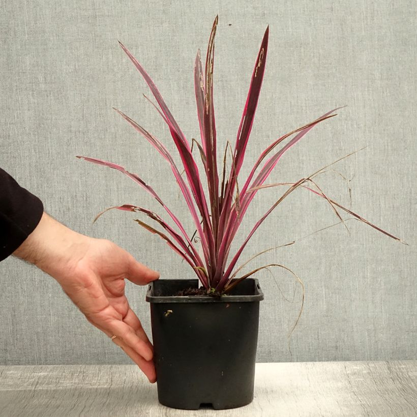 Cordyline Paso Doble - Cabbage Tree 1.5L/2L pot sample as delivered in autumn