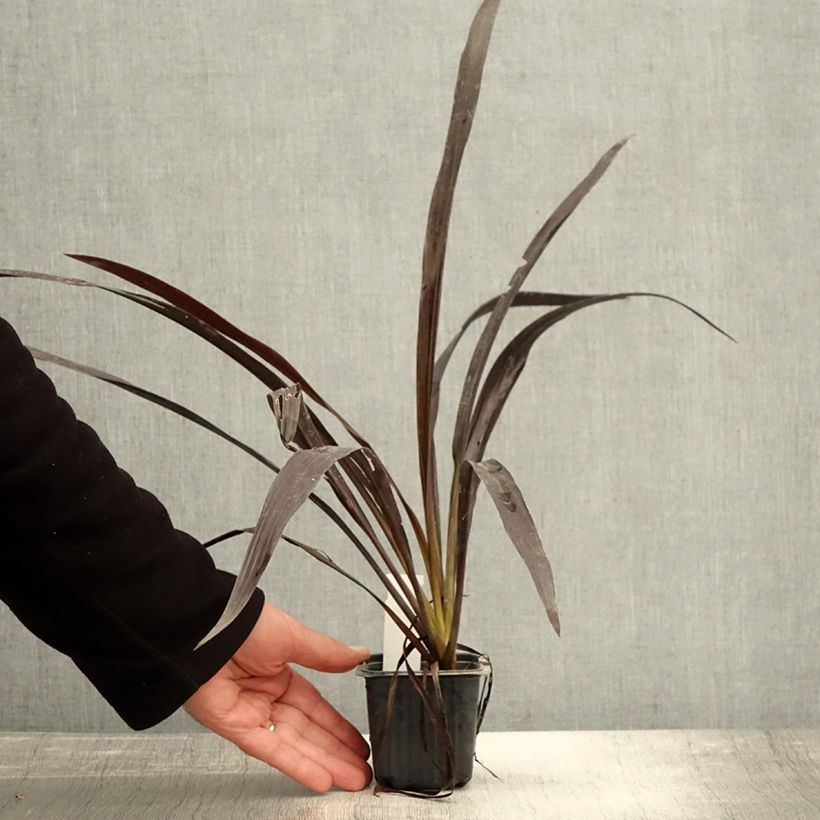 Cordyline Tana 8/9 cm pot sample as delivered in autumn