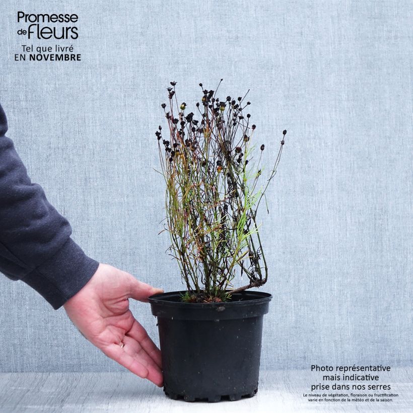 Coreopsis Cosmic Eye 2L/3L pot sample as delivered in autumn