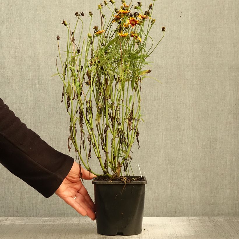 Coreopsis Golden Stardust 1.5L/2L pot sample as delivered in autumn