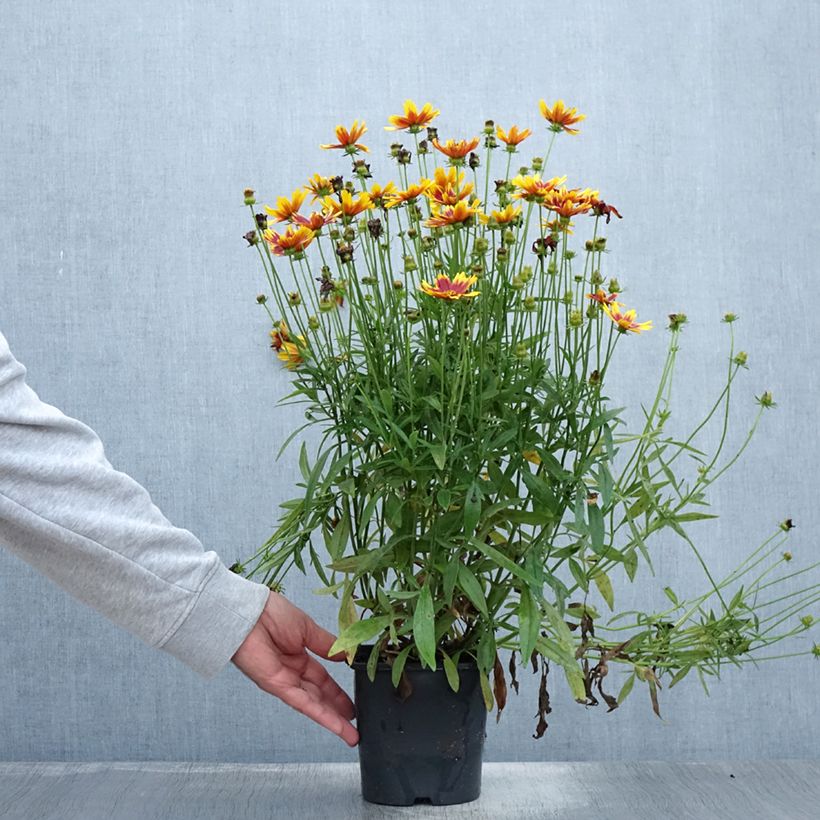 Coreopsis Golden Stardust 1.5L/2L pot sample as delivered in summer