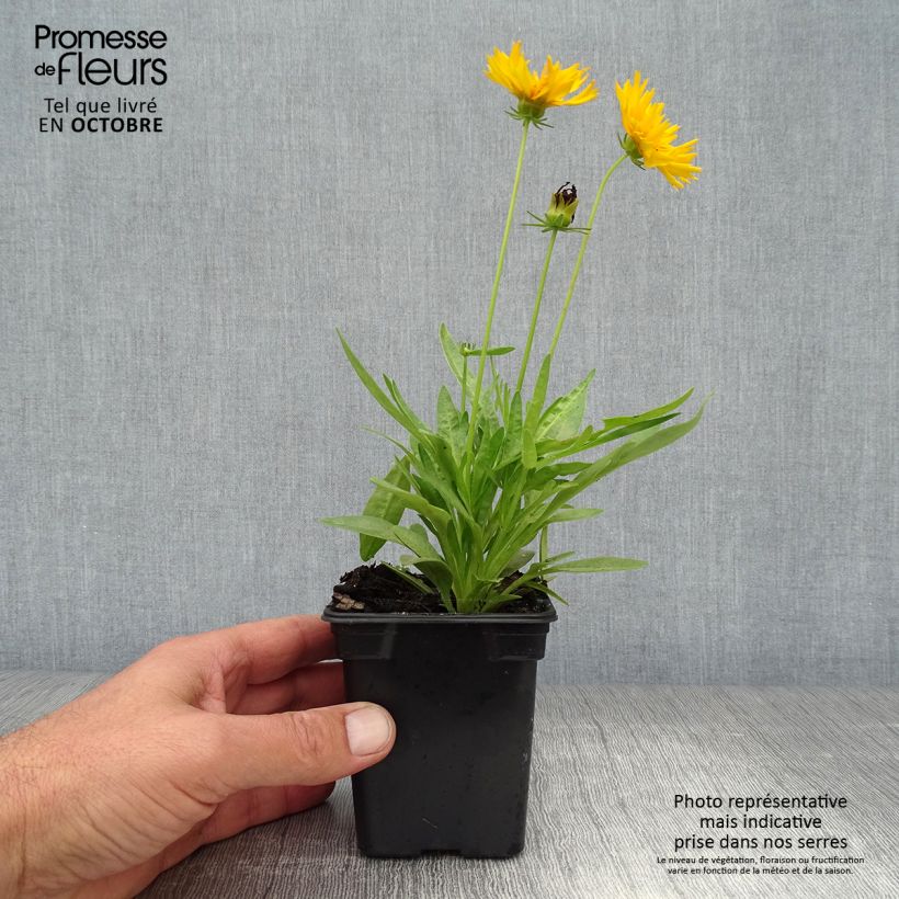 Coreopsis grandiflora Louis dOr 7/8 cm pot sample as delivered in autumn