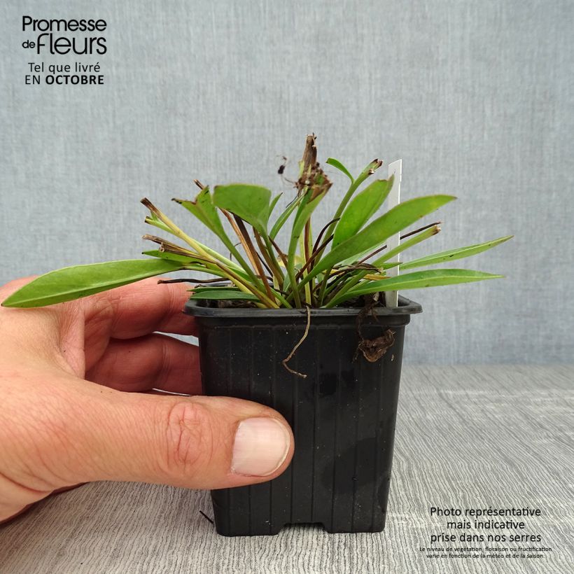 Coreopsis grandiflora Sonnenkind 8/9 cm pot sample as delivered in autumn