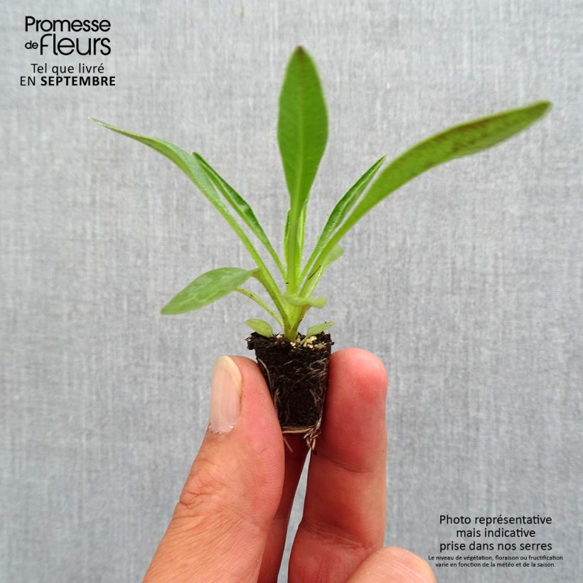 Coreopsis grandiflora Sunkiss - Coreopsis with large single flowers Plug plant 3/4cm sample as delivered in autumn