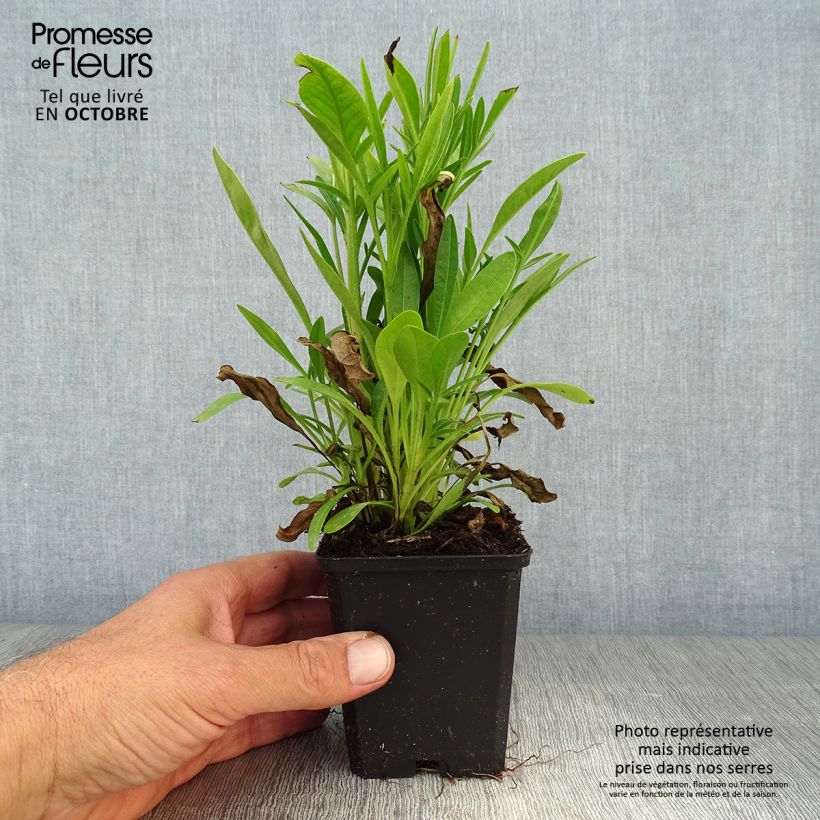 Coreopsis grandiflora Sunray 8/9 cm pot sample as delivered in autumn