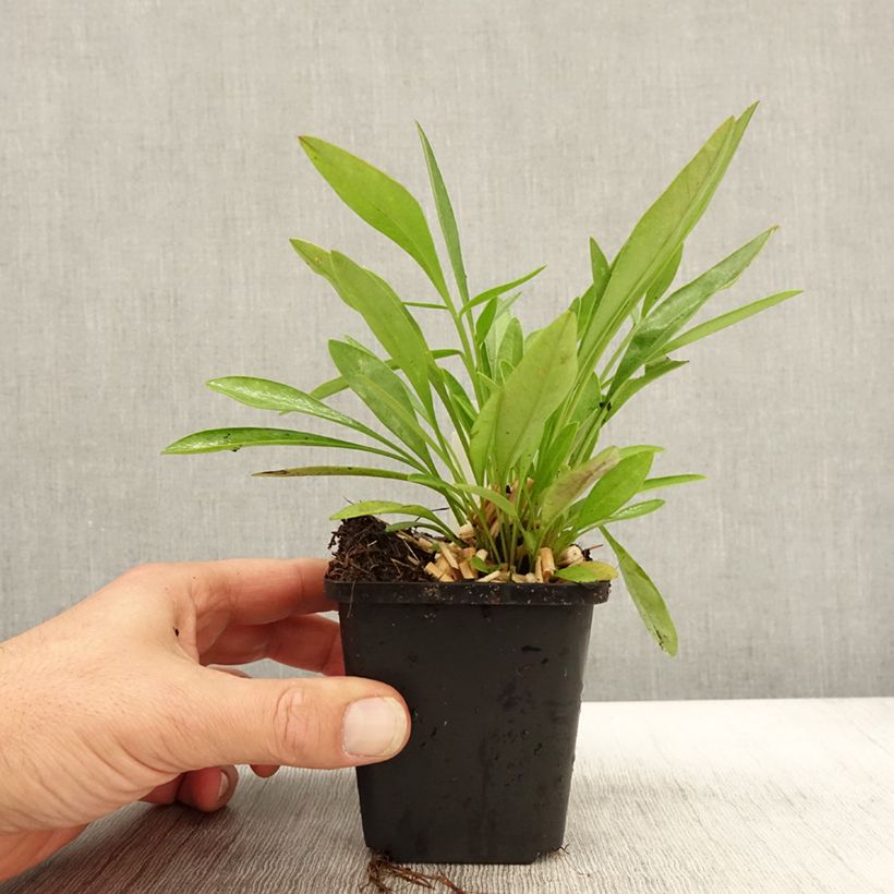 Coreopsis Baby Gold 8/9 cm pot sample as delivered in autumn