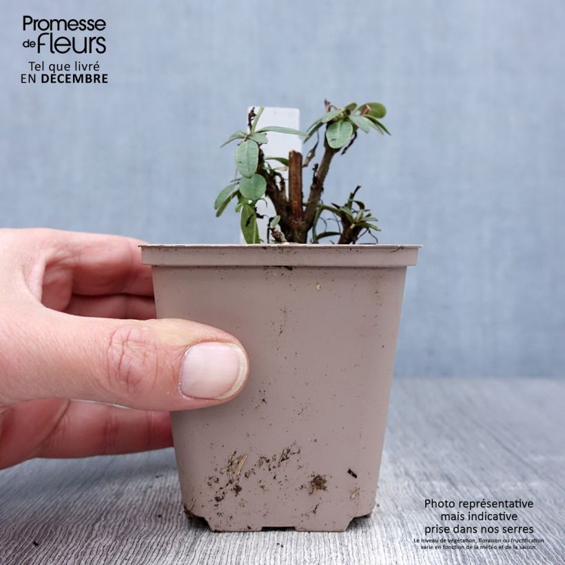 Coreopsis lanceolata Walter 8/9 cm pot sample as delivered in winter