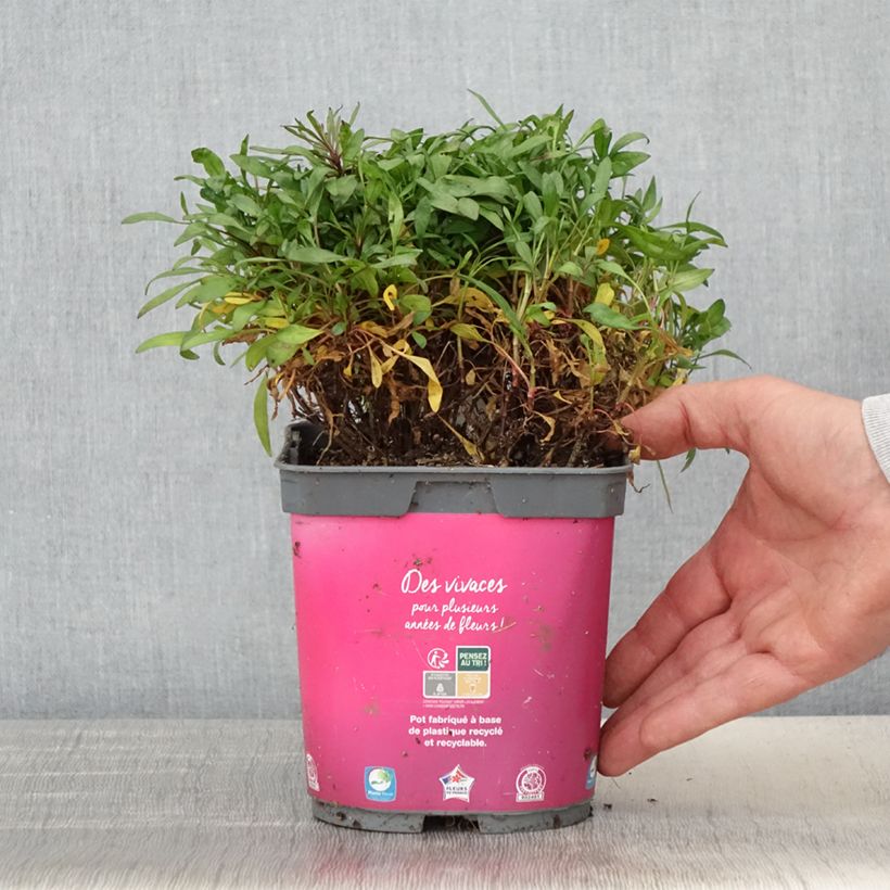 Coreopsis Limerock Passion - Coreopsis hybride Pot de 2L/3L sample as delivered in spring