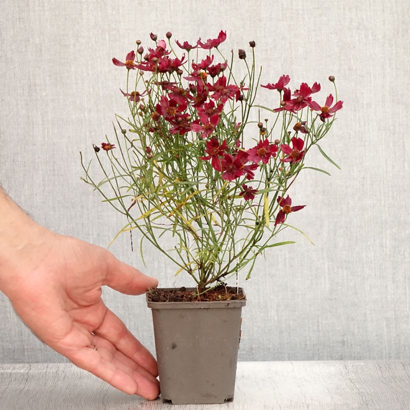 Coreopsis Limerock Ruby - Coreopsis rose Godet de 9cm sample as delivered in summer