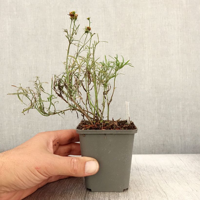 Coreopsis Madras Magic 8/9 cm pot sample as delivered in autumn
