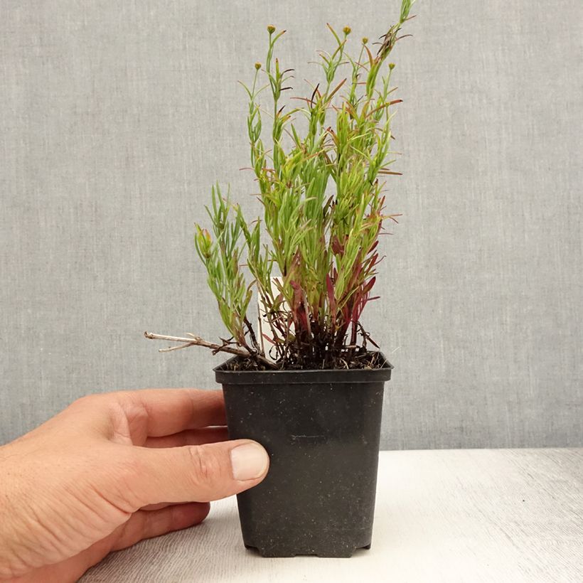 Coreopsis Madras Magic 8/9 cm pot sample as delivered in summer