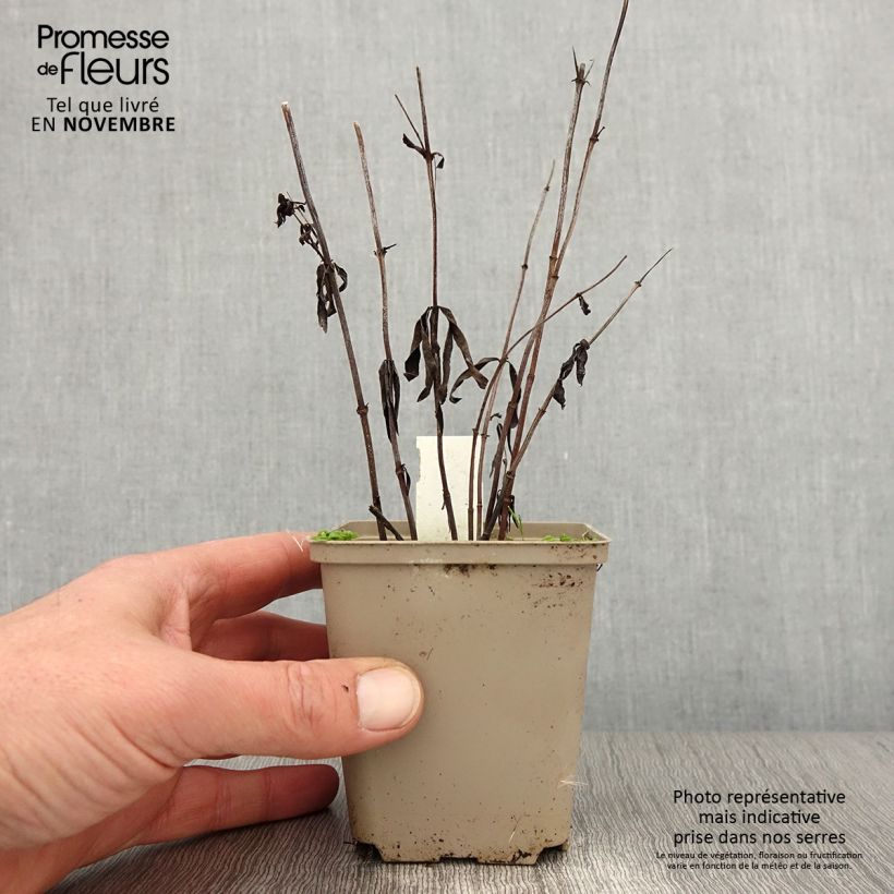Coreopsis grandiflora - Tickseed 8/9 cm pot sample as delivered in autumn