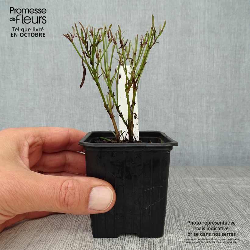 Coreopsis Redshift 8/9 cm pot sample as delivered in autumn